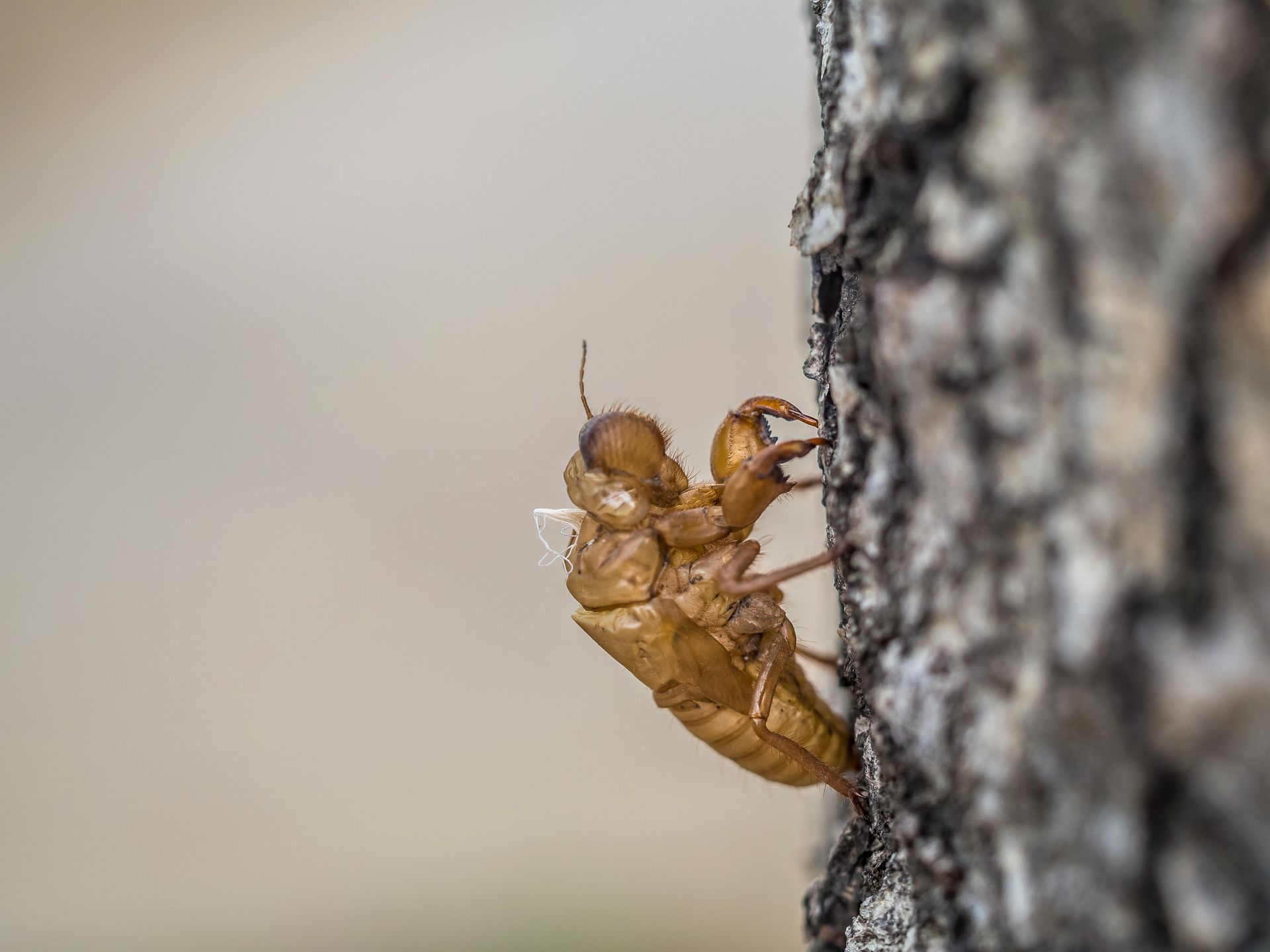 Termite Control 