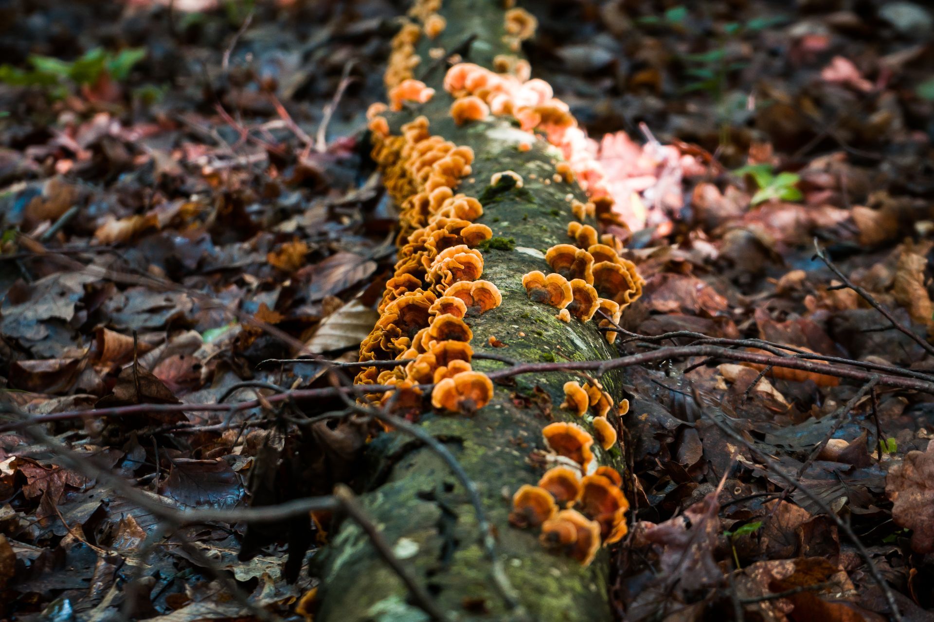 Fall Invaders