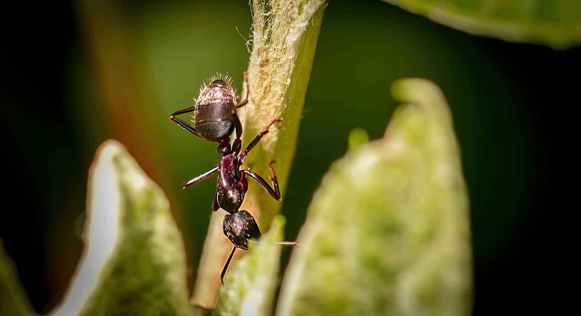 Fire Ant Control 