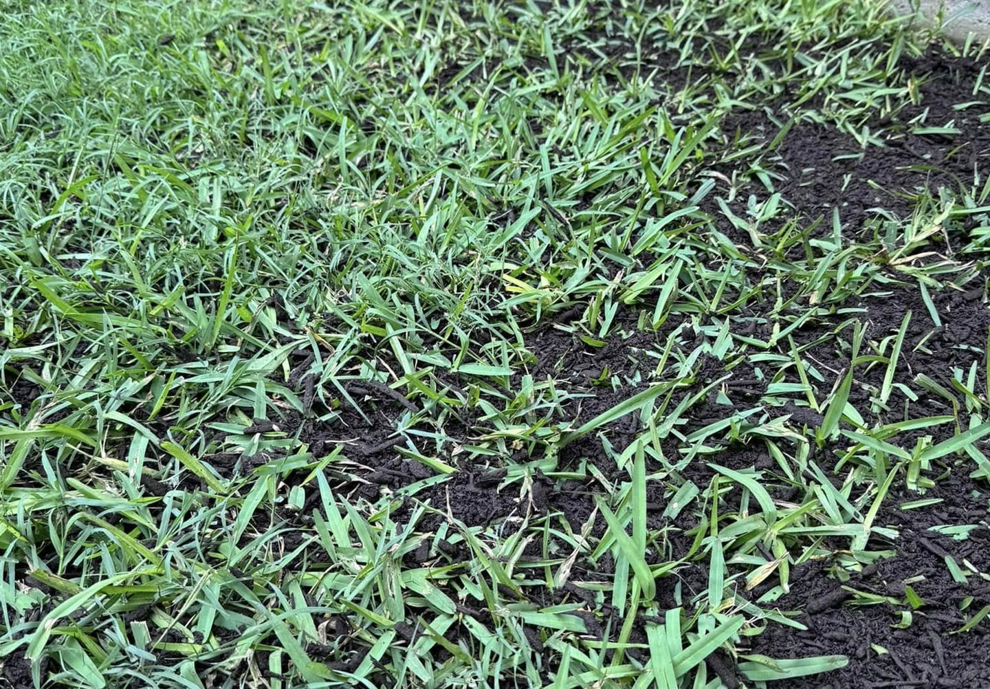 Lush green grass transitioning to dark, bare soil in a yard.