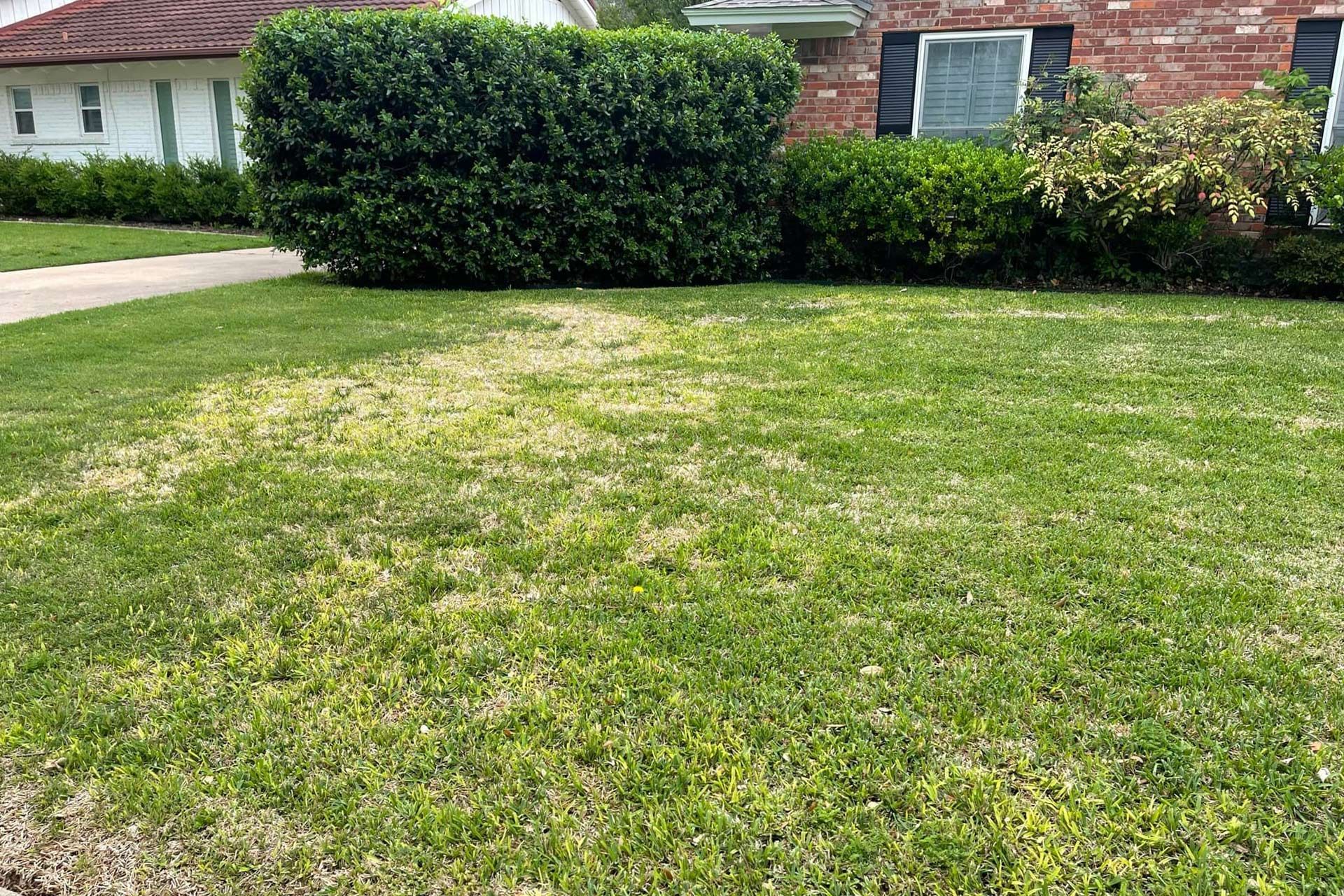 Lawn with patchy, yellowed areas in front of a house. Green shrubs and brick exterior are visible.