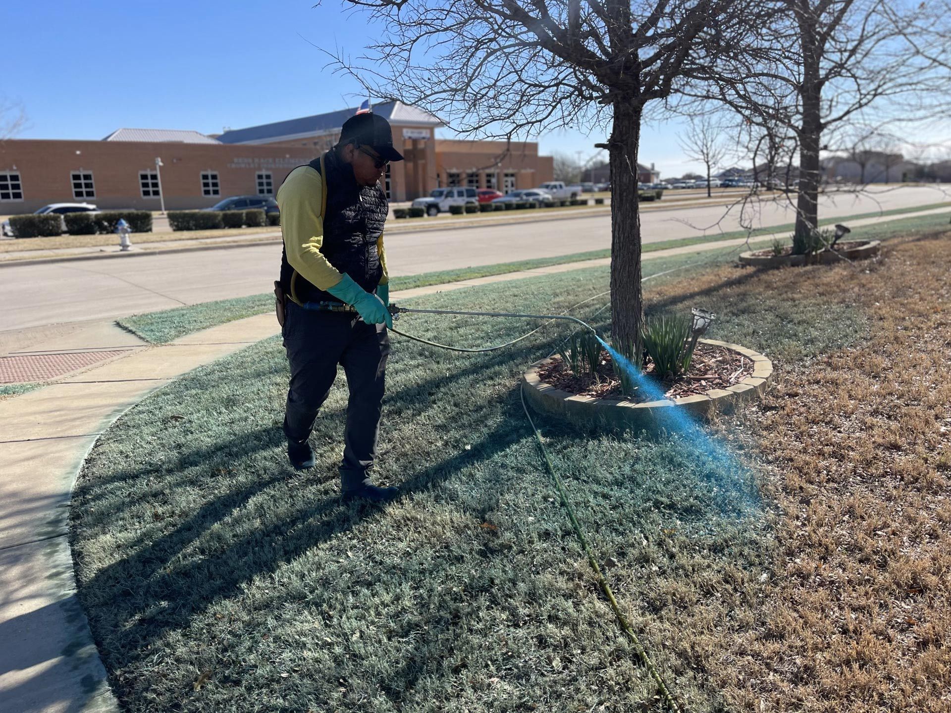Man spraying lawn with a pump, in front of a building. Sunny day.