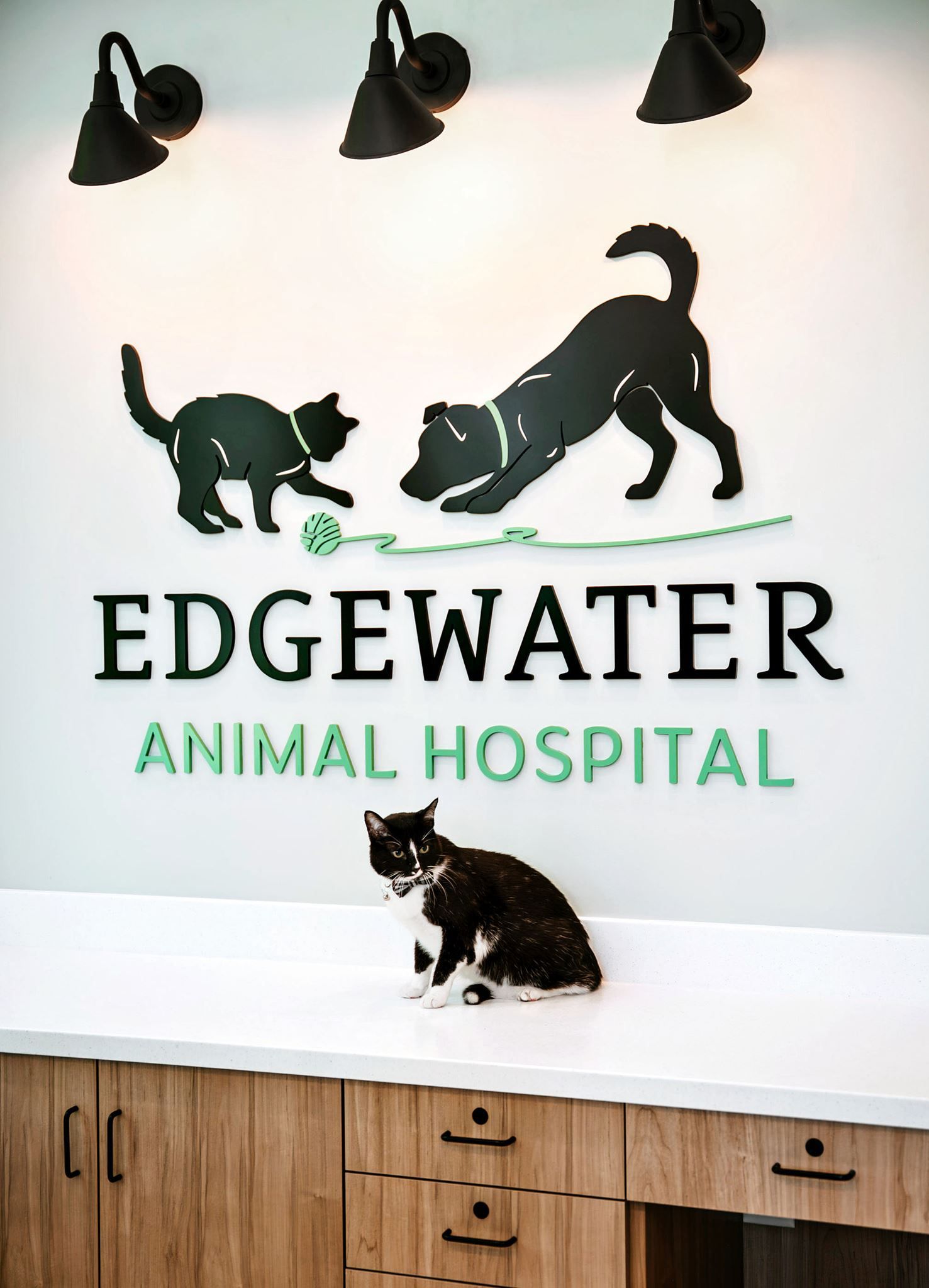 Edgewater Animal Hospital wall sign with cat and dog silhouettes above a reception counter