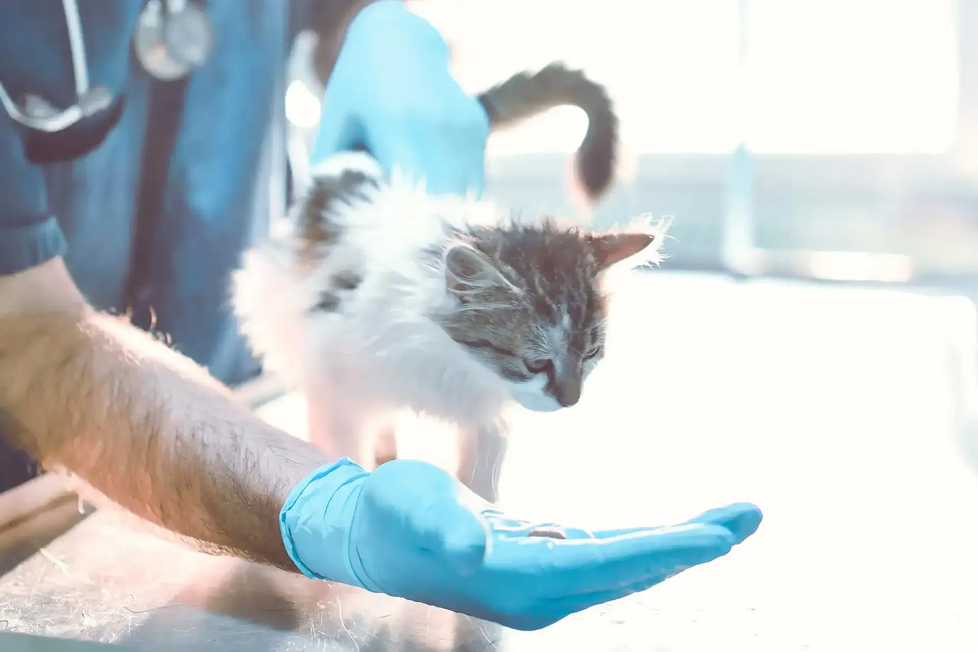 A kitten being examined