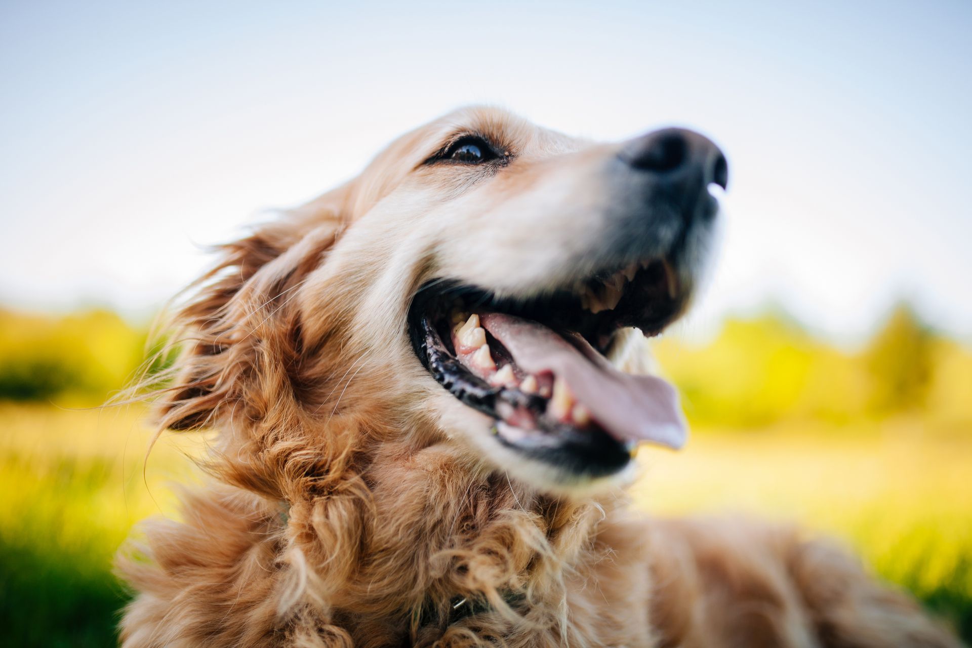 Golden Retriever smiling.