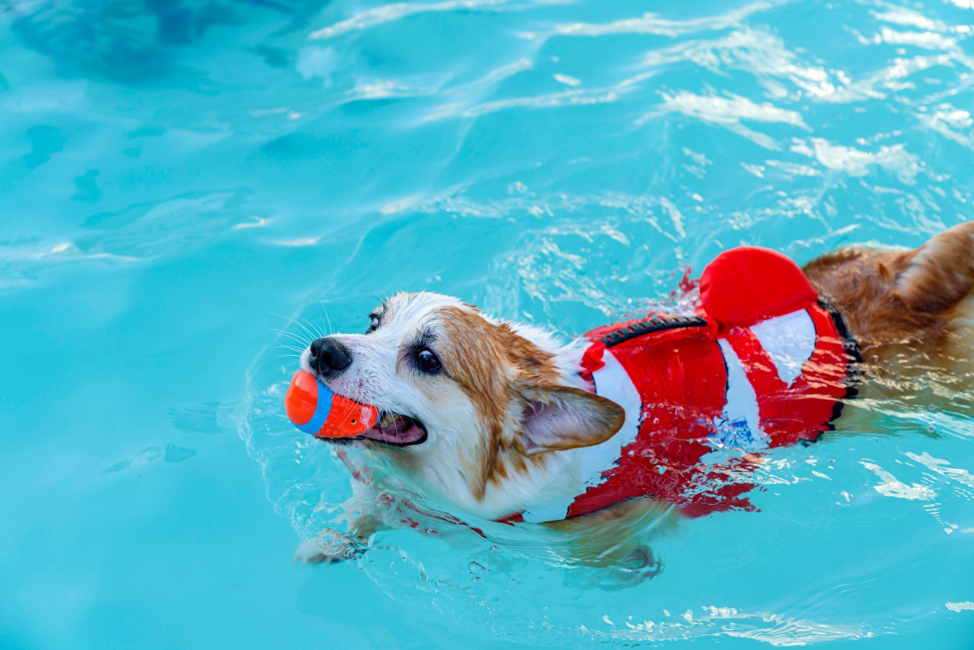 Pet pool safety.