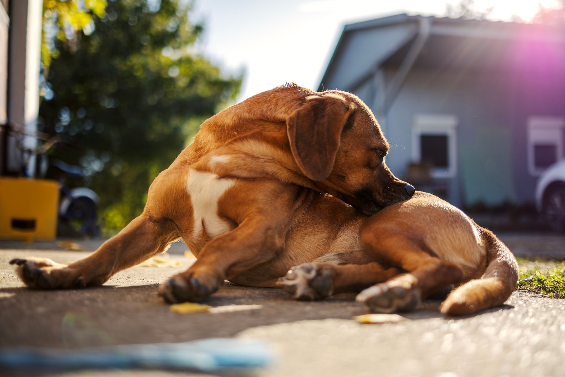 Fungal skin infections in dogs.