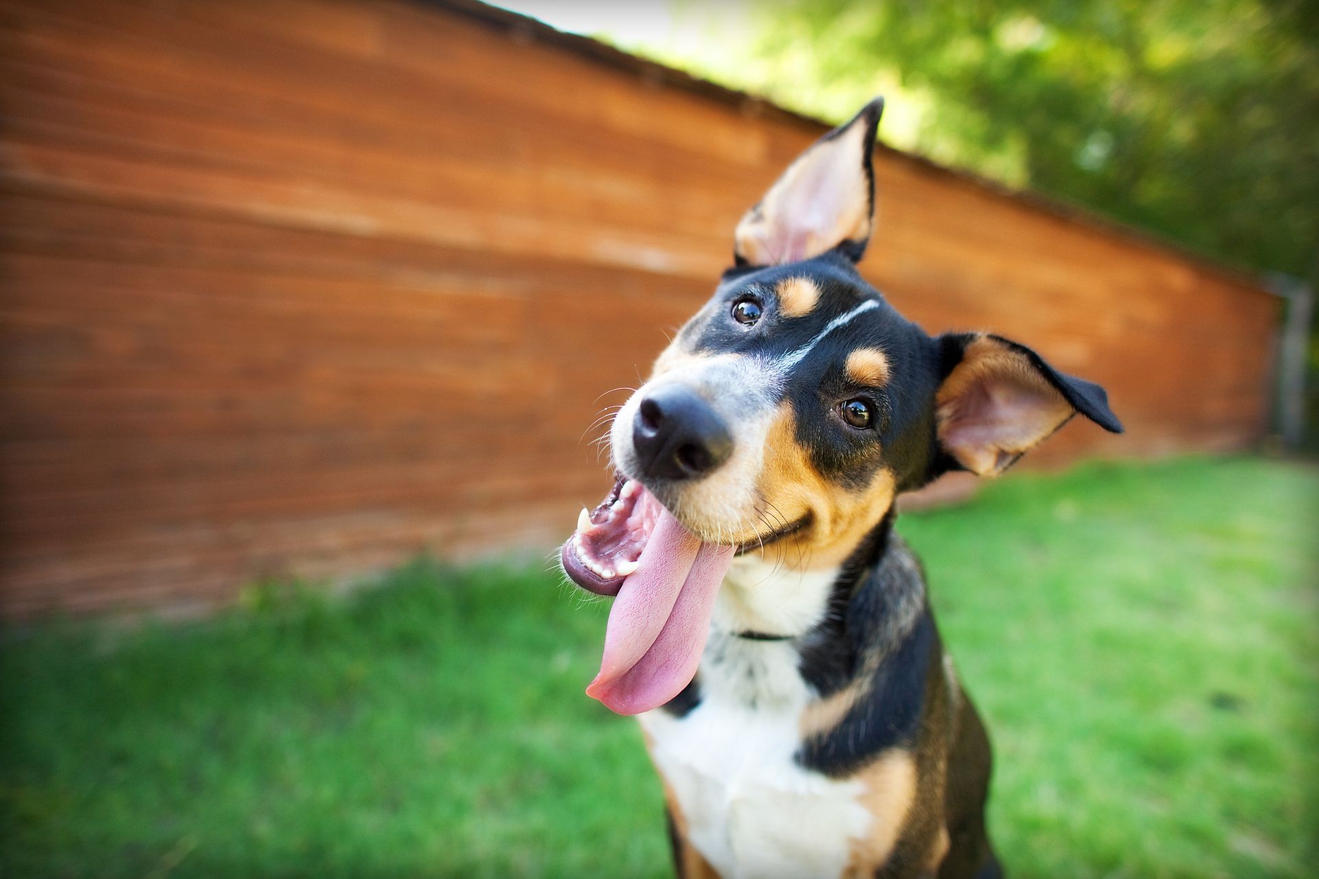 Silly Dog Tilts Head in Front of Barn .