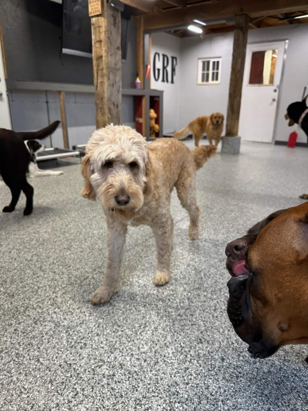 A group of dogs are standing in a room with a sign that says grf