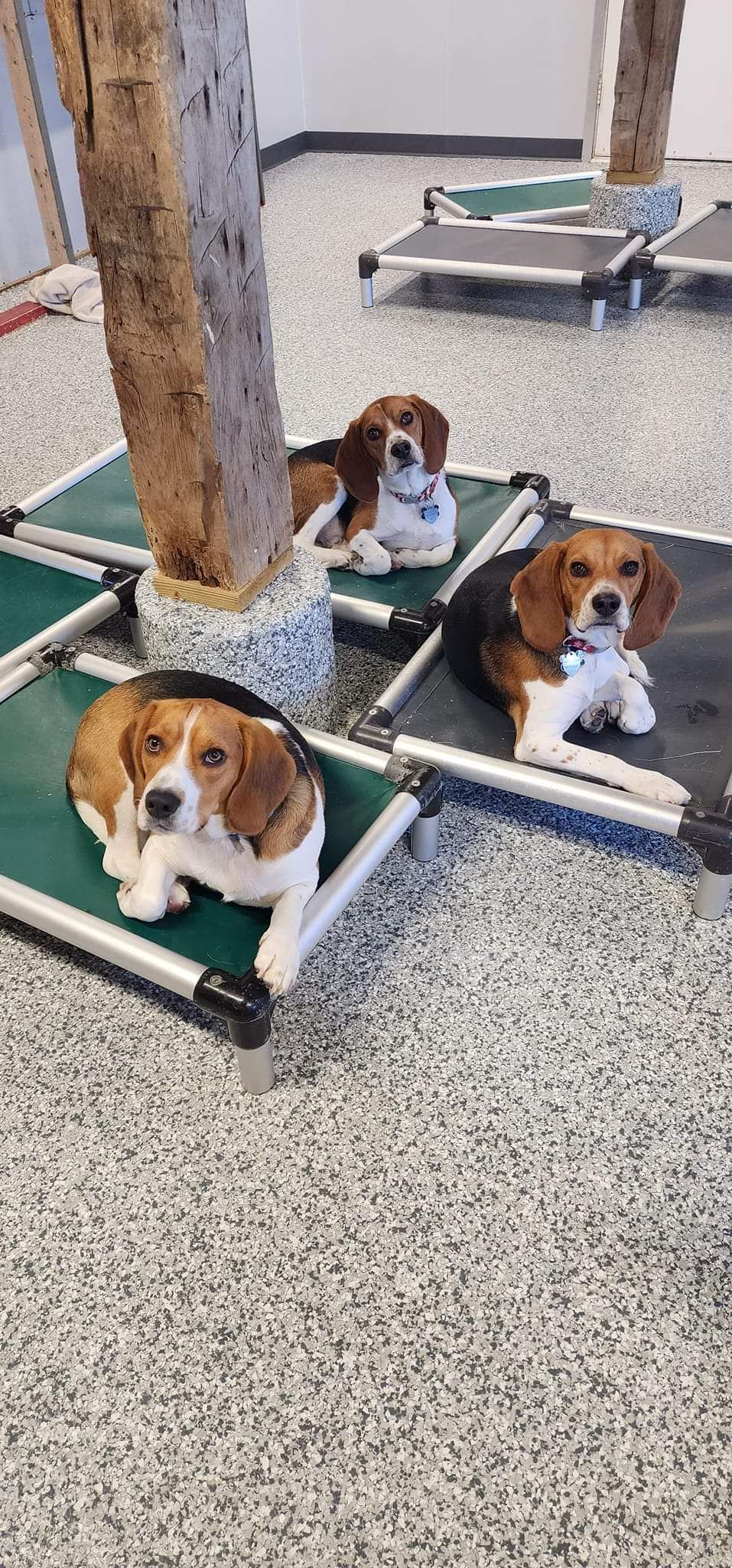 Three beagle dogs are laying on green beds in a kennel.