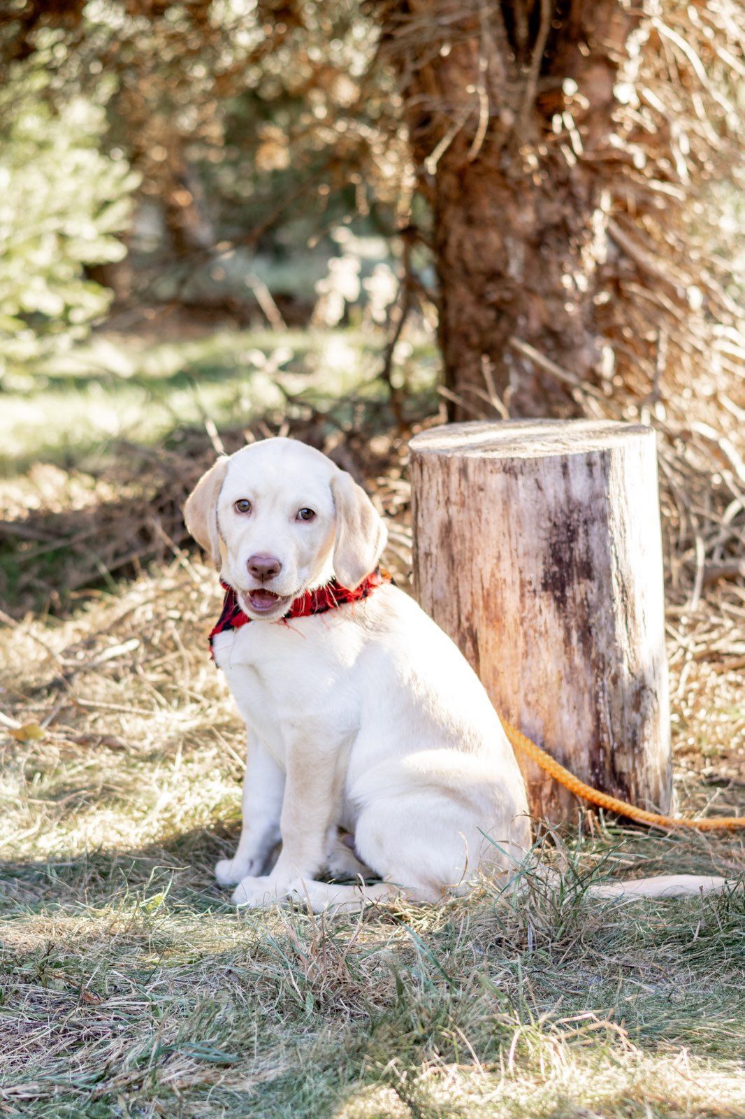 A white puppy is sitting next to a tree stump on a leash.