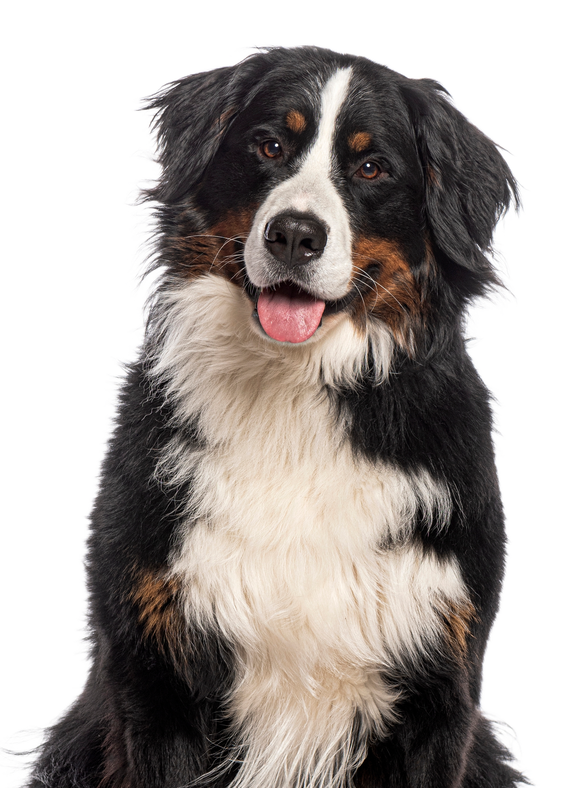 A bernese mountain dog is sitting in front of a white background and looking at the camera.
