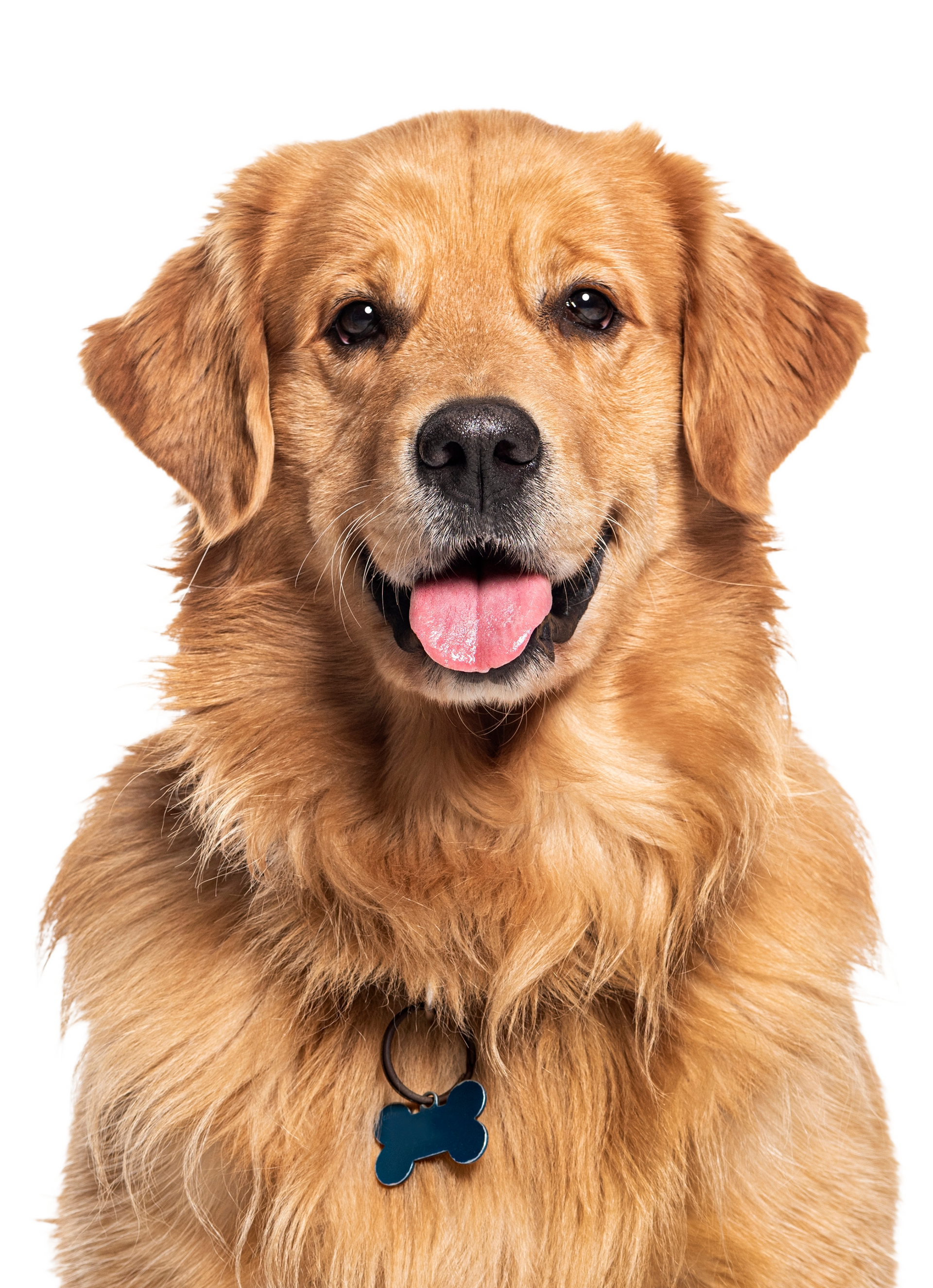 A close up of a golden retriever dog with its tongue out.