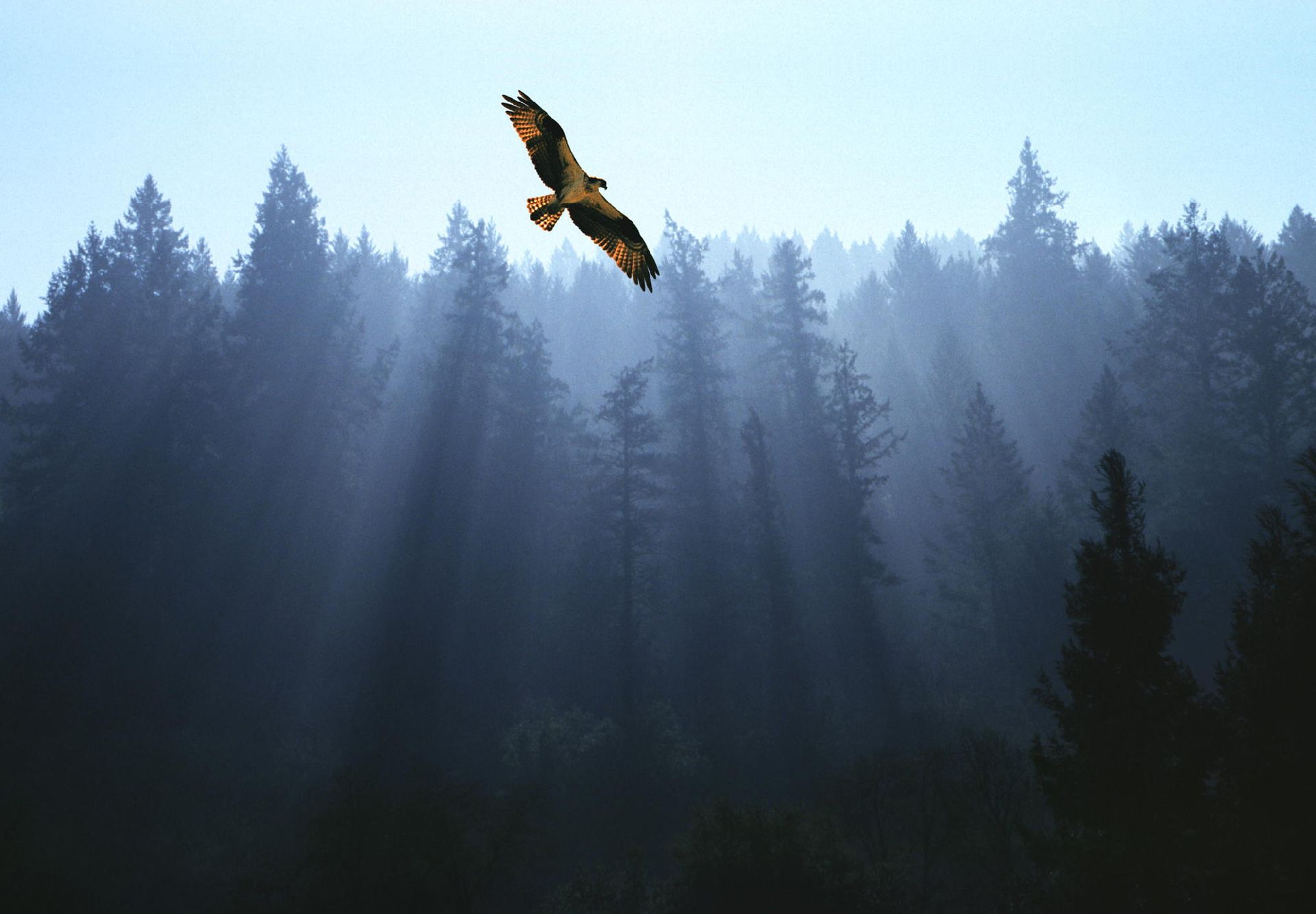 Un'aquila che vola sopra una foresta nebbiosa