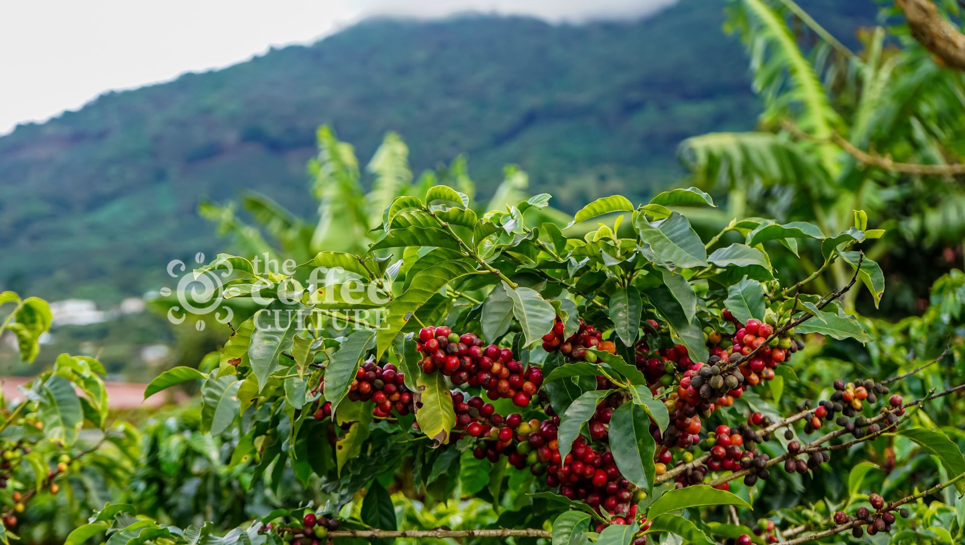 A bunch of red coffee beans for the coffee culture  growing on a tree in Colombia