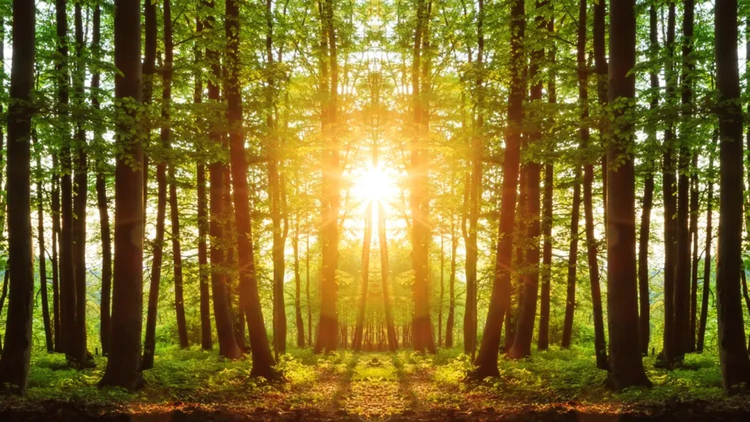 Sunrise Breaking Through A Thick Forest— Serene Therapy with Lana In Paddington, NSW