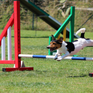 Canine Events