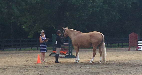 Horse Shows Camps Clinics