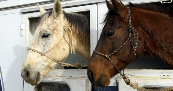 Schooling or Trial Riding
