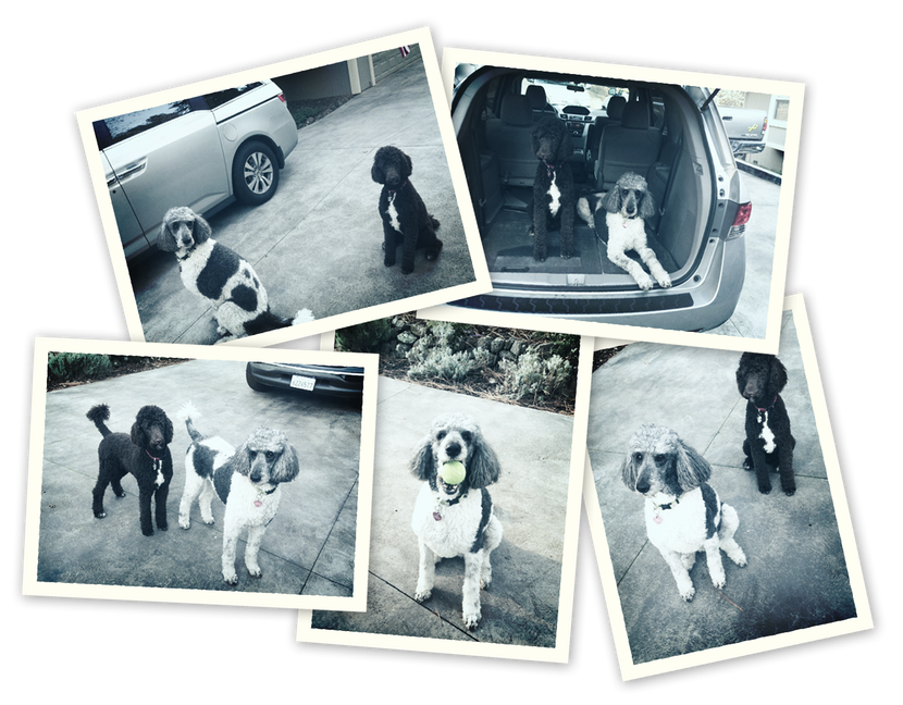 dog photos, decorative