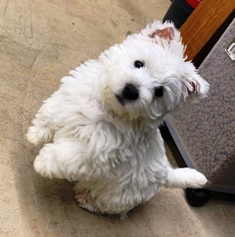 Fluffy white dog standing on hind legs, tilted head.