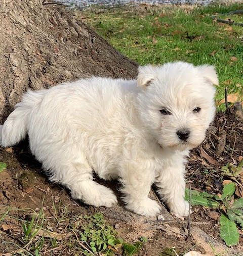White puppy with fluffy fur sits near tree trunk and green grass.