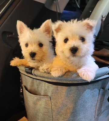 Two fluffy white West Highland Terrier puppies in a gray tote, looking at the camera.