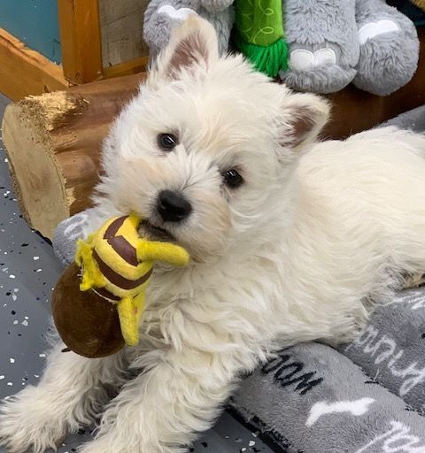 White West Highland Terrier puppy lying down, playfully holding a bee toy in its mouth.