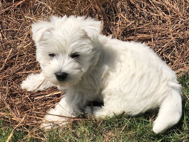 White West Highland Terrier puppy resting on brown and green grass.