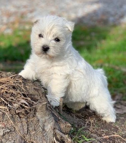 White West Highland Terrier puppy sitting on a tree trunk.