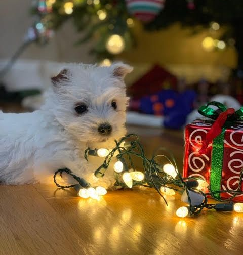 White West Highland Terrier puppy with string lights next to a wrapped present near a Christmas tree.