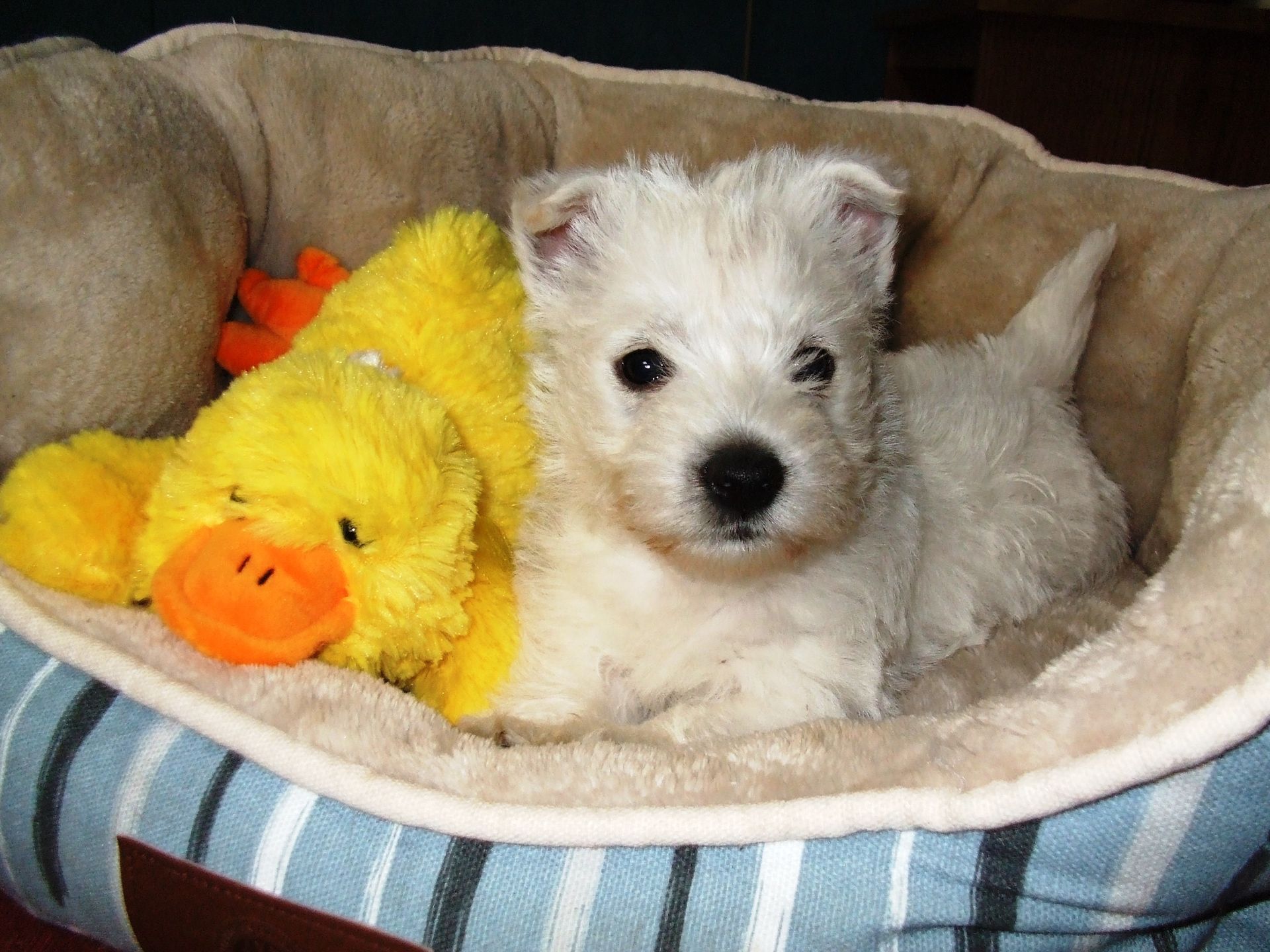 White puppy nestled in a bed with a yellow duck toy.