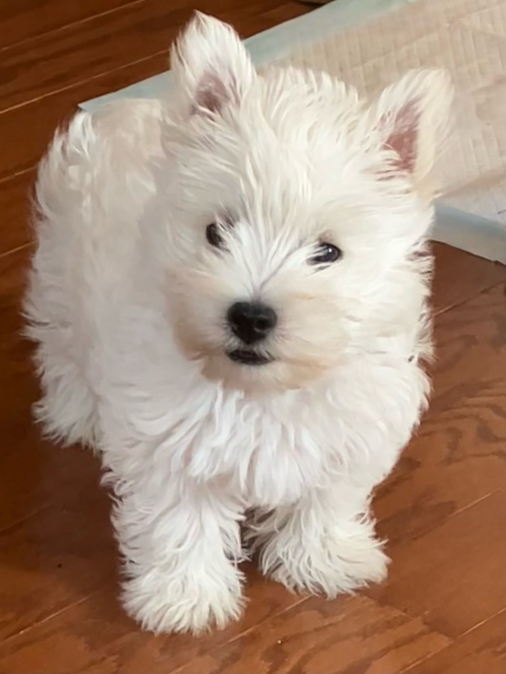 White West Highland Terrier puppy sitting on wooden floor, looking at the camera.