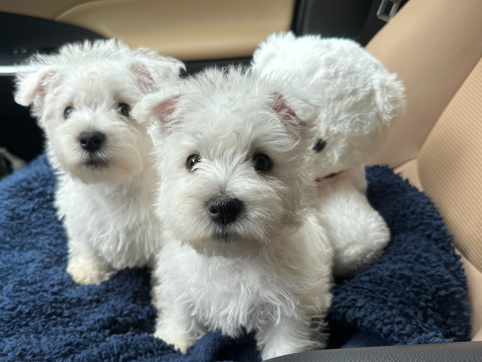 Two small, white fluffy puppies and a stuffed teddy bear sitting on a blue towel in a car.