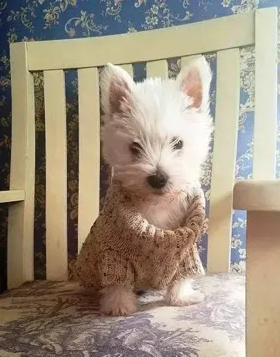White West Highland Terrier puppy wearing a tan sweater, sitting on a chair with a blue floral background.