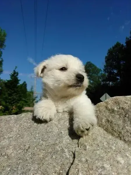 White fluffy puppy perched on a rock, blue sky background.