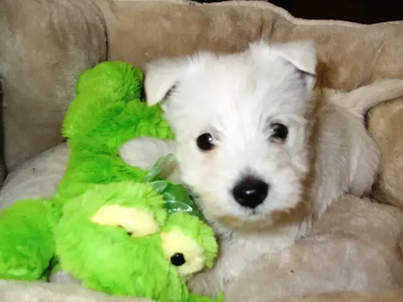 White puppy nestled in a bed with a green stuffed animal.