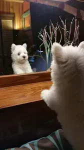 White puppy looking at itself in a mirror with paws up, indoors.