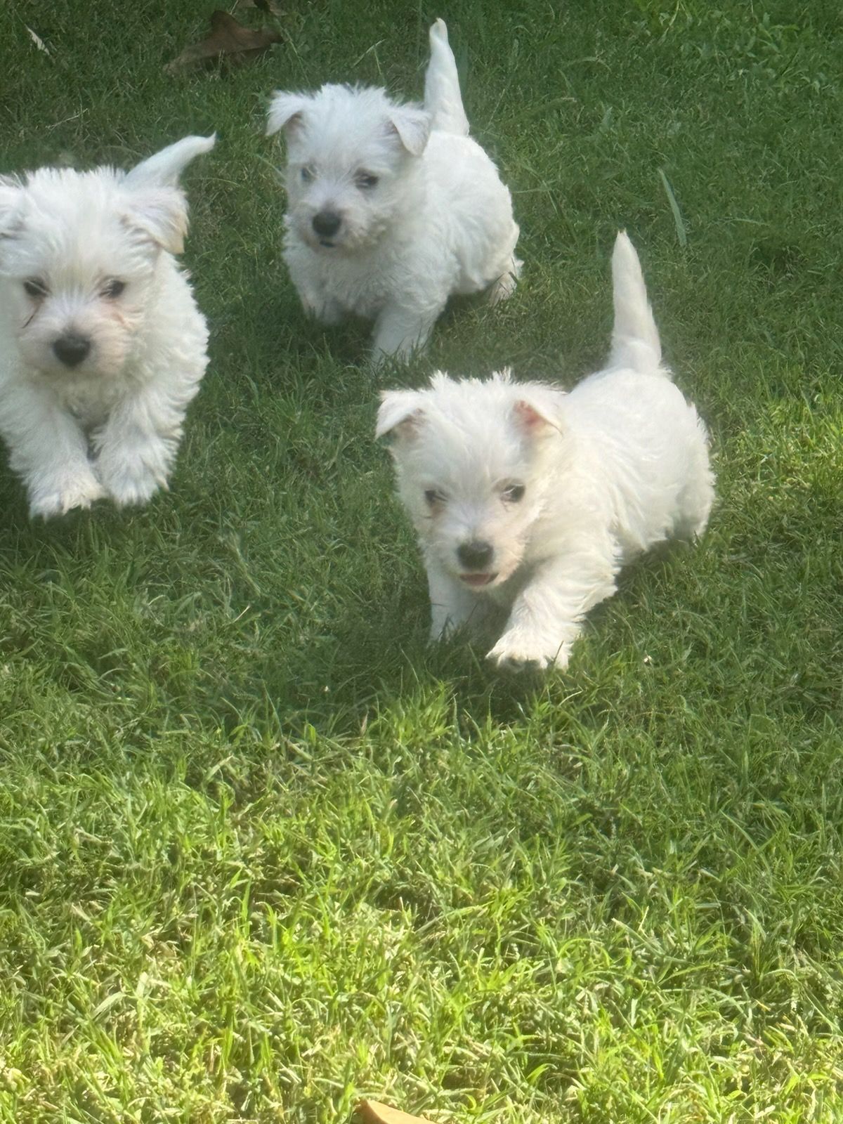 Three white puppies on green grass, tails up, looking toward camera.