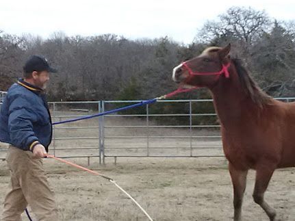 Man in blue jacket lunges a chestnut horse wearing a red halter in a fenced outdoor arena