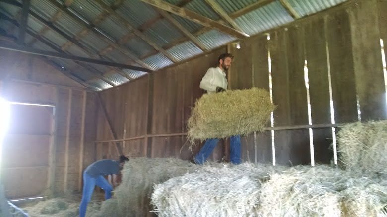 Two people stacking hay bales inside a wooden barn under a corrugated metal roof.