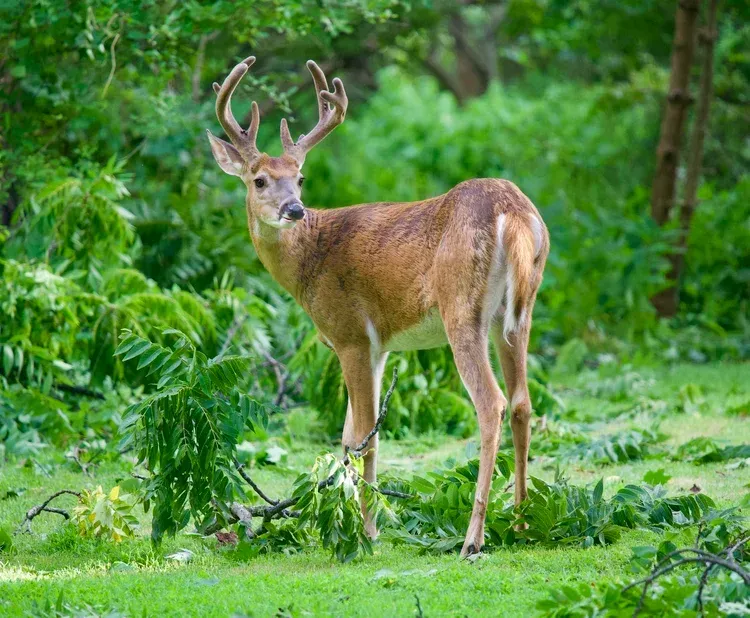 Deer with antlers standing in lush green forest