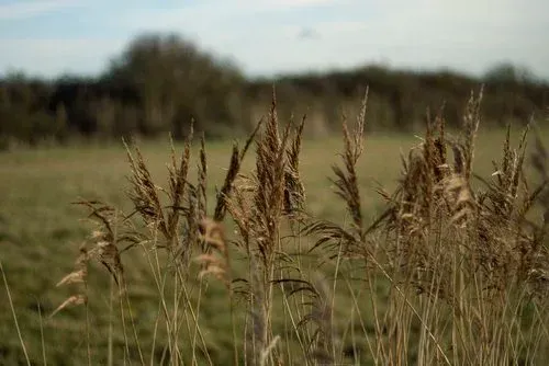 Dry grasses in a field with a blurred tree line in the background.