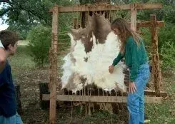 Person working with a white animal hide on a wooden frame outdoors