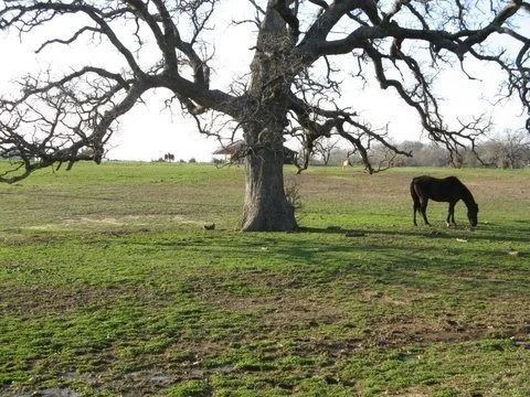 Large leafless tree in a grassy field with a black horse grazing nearby.