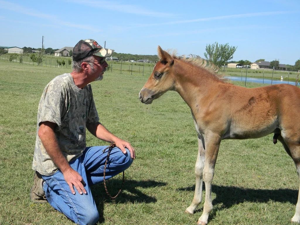 Man kneels on grass facing a brown foal in a sunny field near a pond.
