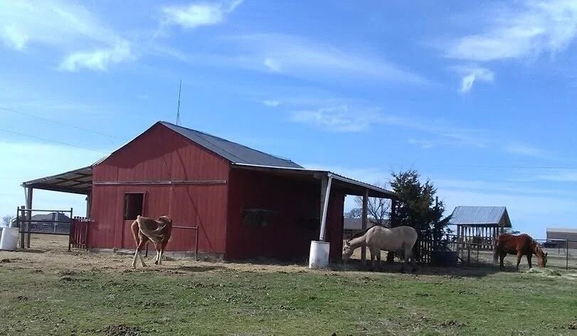 Red barn with horses standing in a grassy field under a blue sky.