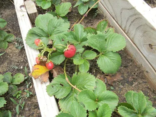 Strawberry plant in a raised bed with ripe red and green berries among broad green leaves