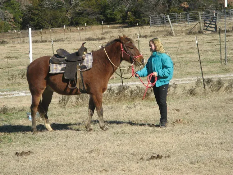 Person standing beside saddled brown horse in a grassy field, holding its reins.