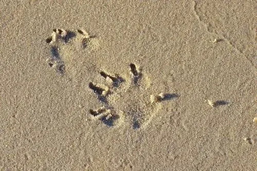 Animal tracks in wet sand, likely paw prints on a beach.